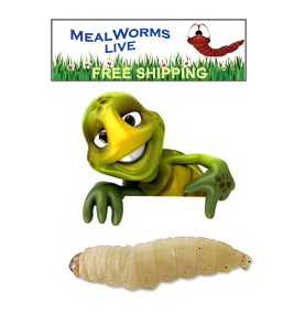 Live Crickets Live Wax Worms Live Mealworms Live Giant Mealworms